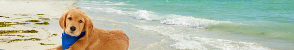 Bealls Florida banner - Rakuten coupons and Cash Back